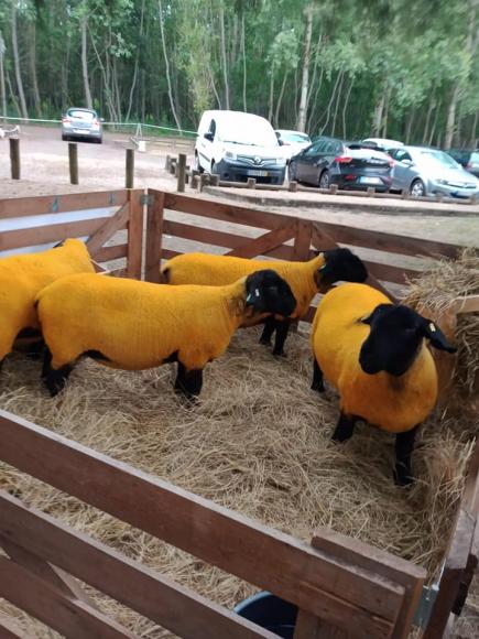 Feira do Mundo Rural 2022 - Hoje último dia Feira do Mundo Rural 2022 - Hoje último dia