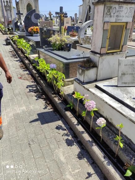 Flores nos canteiros do cemitério de Travassô